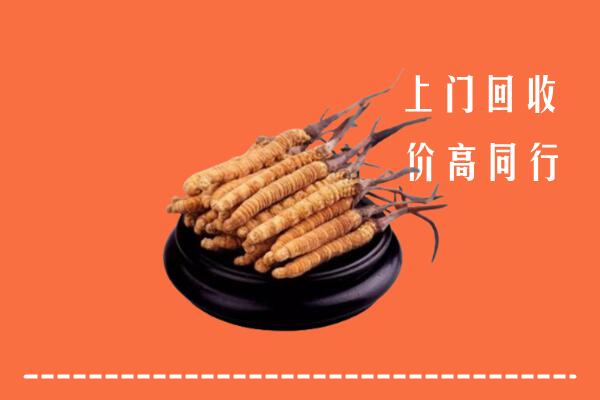 高价求购：济南钢城区回收散虫草